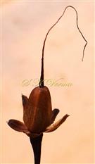   Fruit